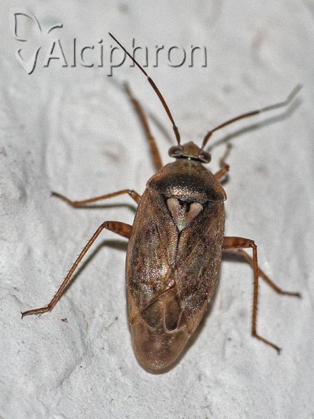 Lygus rugulipennis