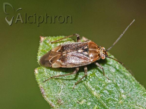 Lygus rugulipennis