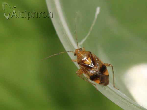 Liocoris tripustulatus
