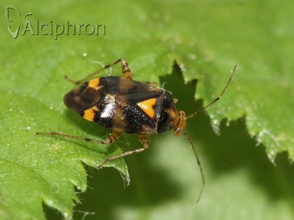 Liocoris tripustulatus