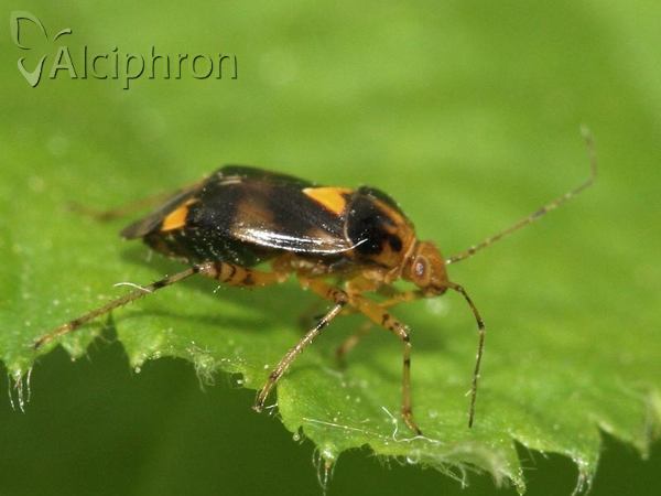 Liocoris tripustulatus