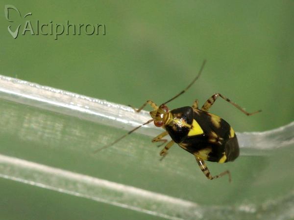 Liocoris tripustulatus