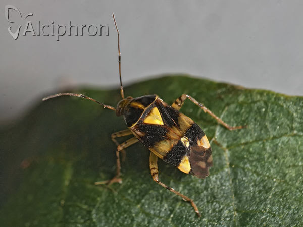 Liocoris tripustulatus