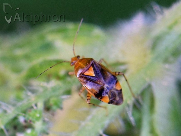 Liocoris tripustulatus