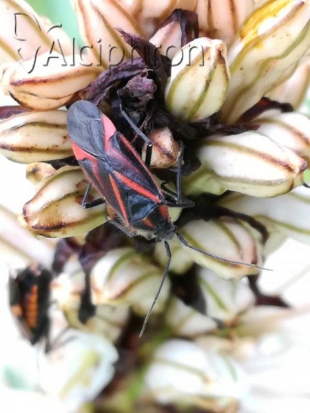Horistus infuscatus