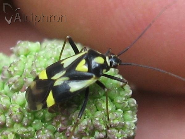 Grypocoris sexguttatus