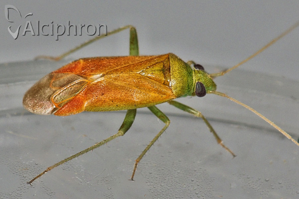 Dichrooscytus rufipennis 