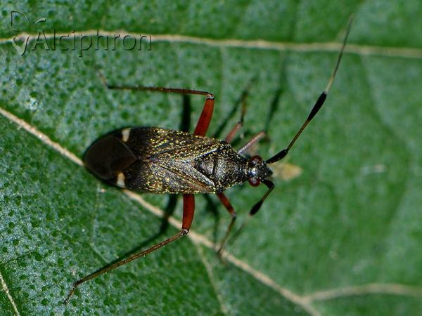 Closterotomus biclavatus