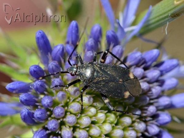 Closterotomus cinctipes