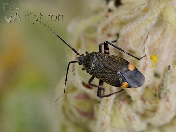 Closterotomus cinctipes