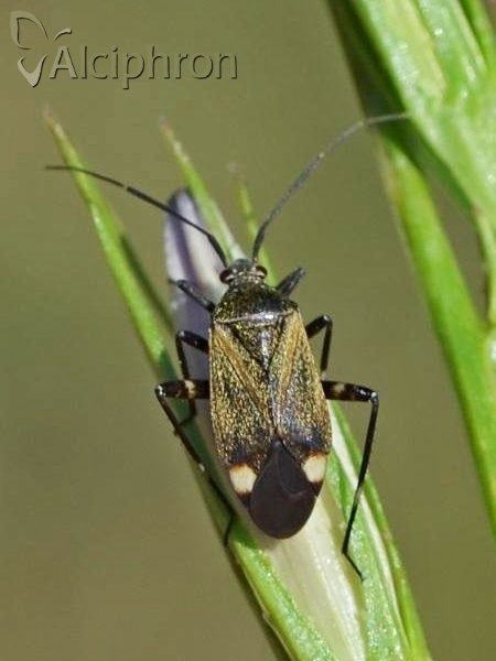 Closterotomus cinctipes