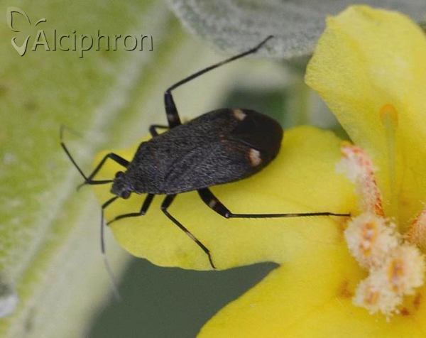 Closterotomus cinctipes