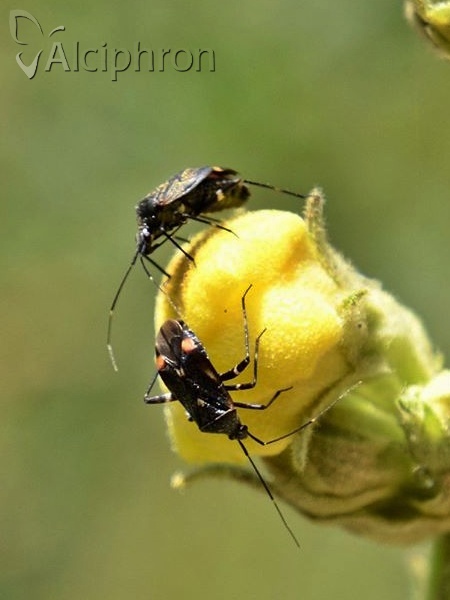 Closterotomus cinctipes