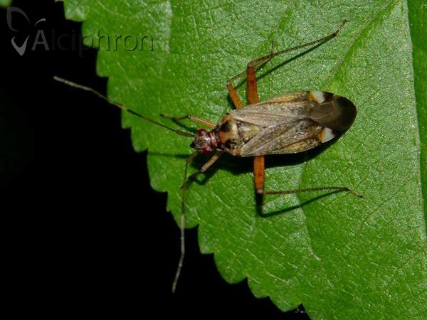 Closterotomus fulvomaculatus