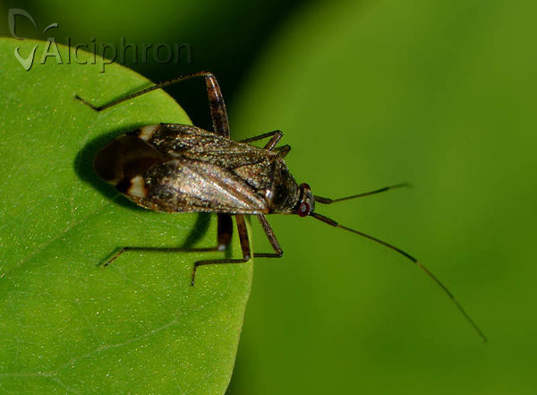 Closterotomus fulvomaculatus