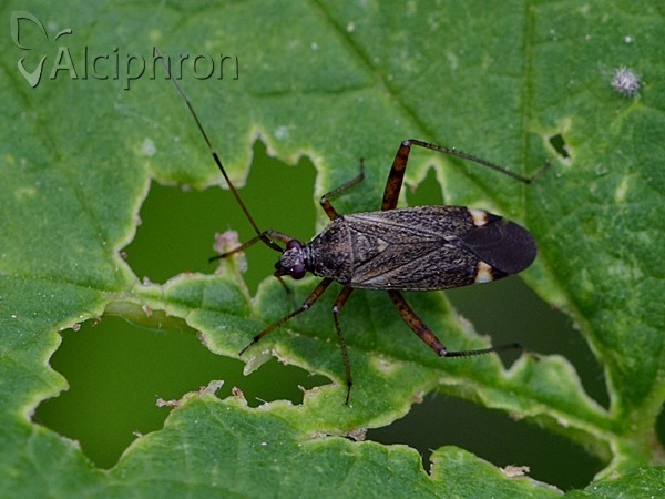 Closterotomus fulvomaculatus