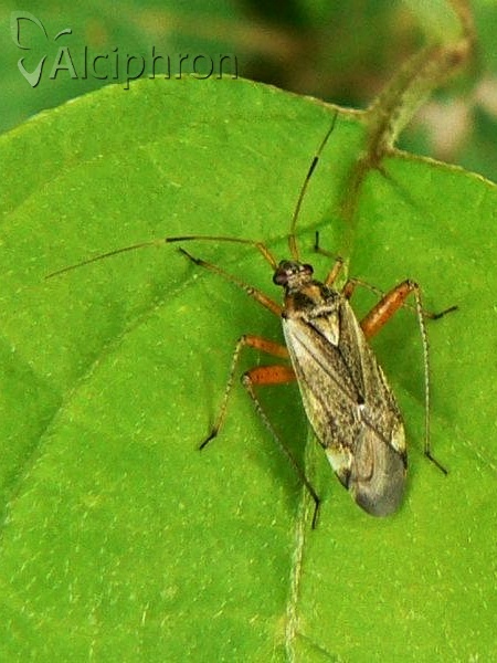 Closterotomus fulvomaculatus