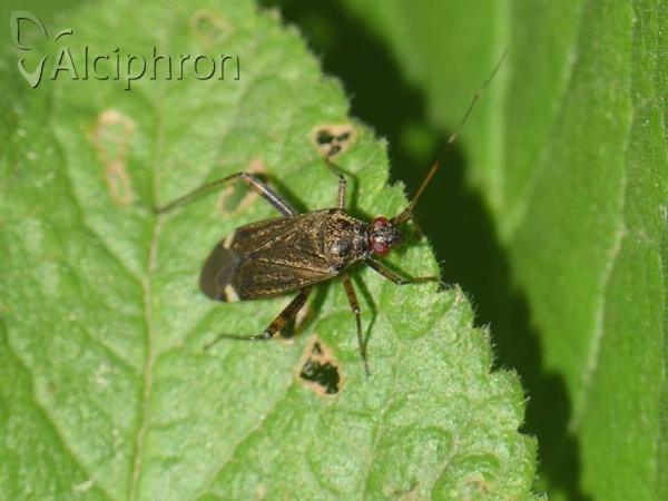Closterotomus fulvomaculatus
