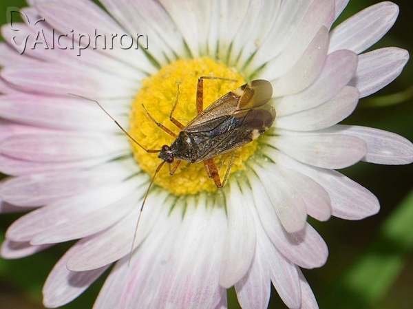 Closterotomus fulvomaculatus