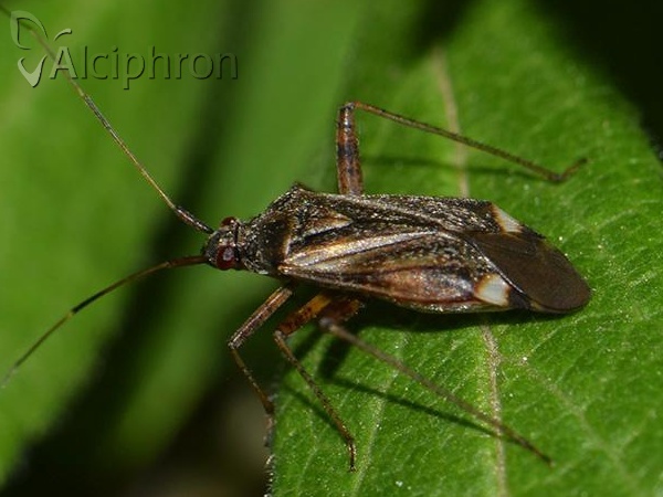 Closterotomus fulvomaculatus