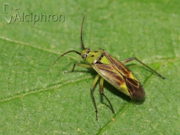 Closterotomus norwegicus