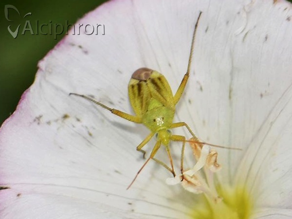 Closterotomus norwegicus
