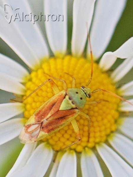 Closterotomus norwegicus