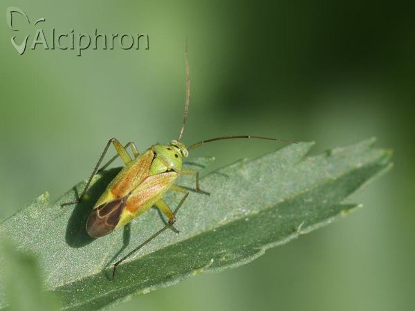 Closterotomus norwegicus