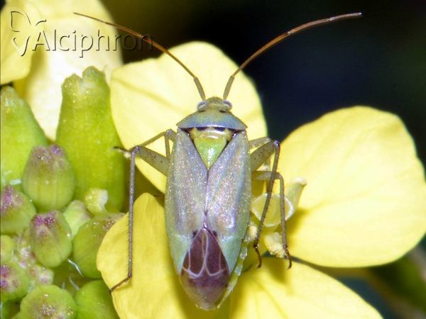 Closterotomus norwegicus
