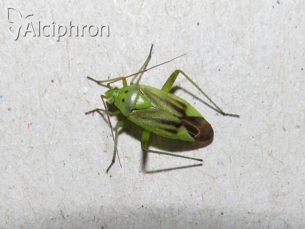 Closterotomus norwegicus