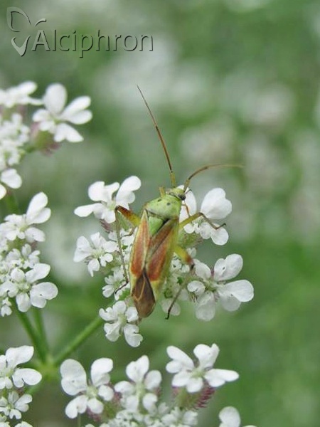 Closterotomus norwegicus