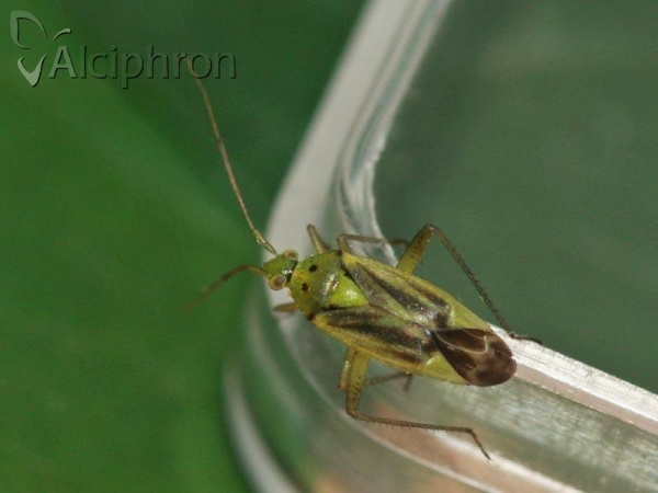 Closterotomus norwegicus