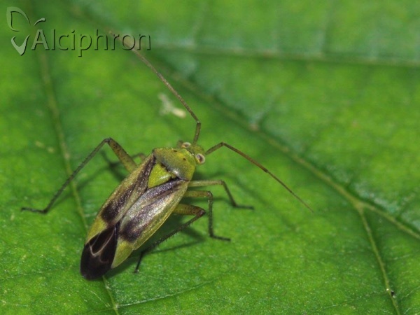 Closterotomus norwegicus