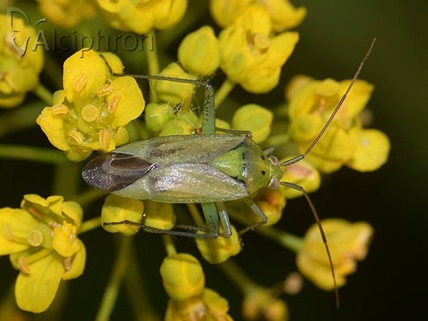 Closterotomus norwegicus