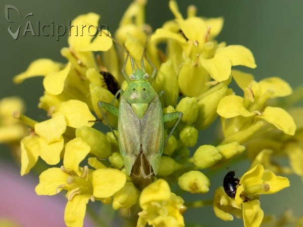 Closterotomus norwegicus