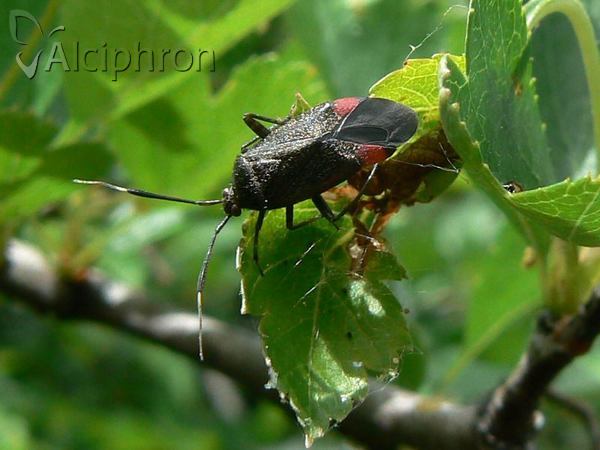 Closterotomus reuteri