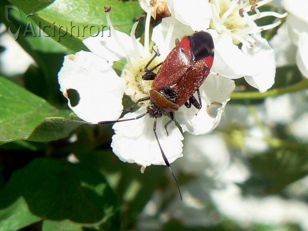 Closterotomus reuteri