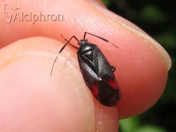 Closterotomus reuteri