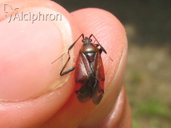 Closterotomus reuteri