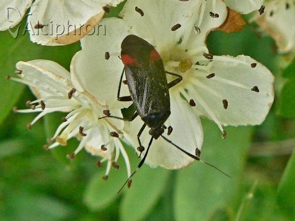 Closterotomus reuteri