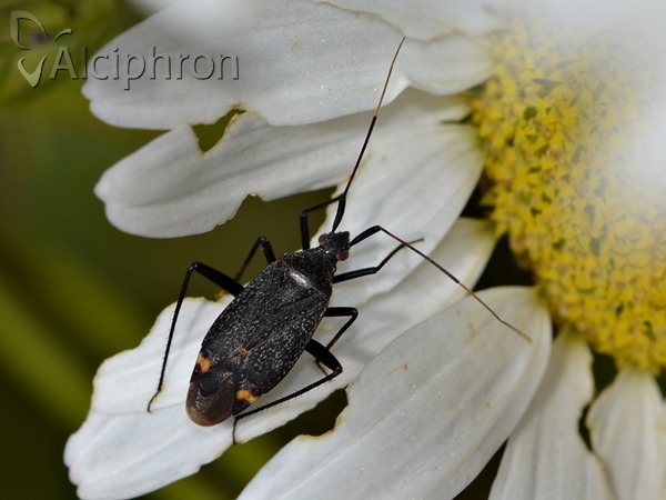 Closterotomus vicinus