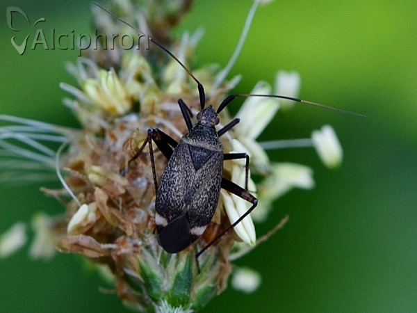 Closterotomus vicinus