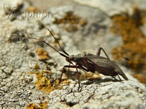 Closterotomus vicinus