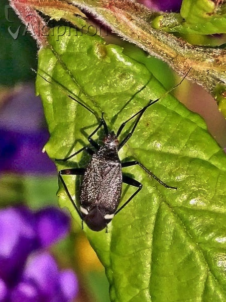 Closterotomus vicinus