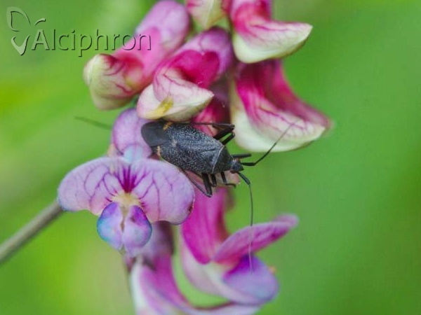 Closterotomus vicinus