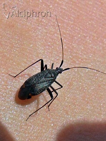 Closterotomus vicinus