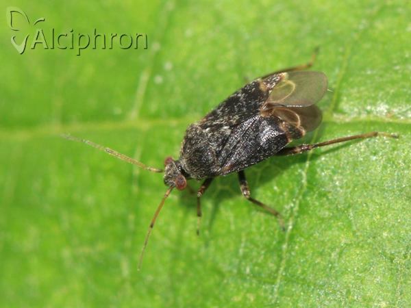 Charagochilus gyllenhalii