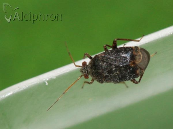 Charagochilus gyllenhalii