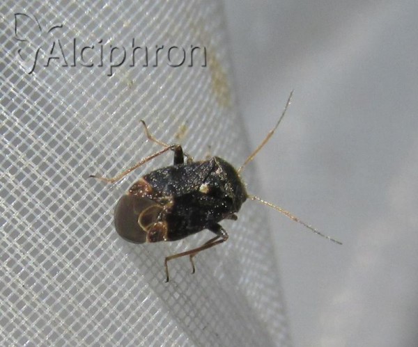 Charagochilus gyllenhalii