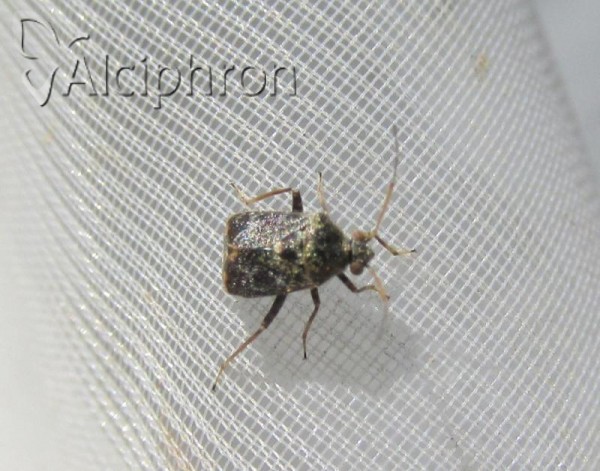 Charagochilus gyllenhalii